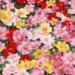A vibrant pattern of pink, yellow, white, and red flowers with green leaves fills the image.