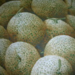 A pile of cantaloupes with textured rinds are shown closely grouped together.